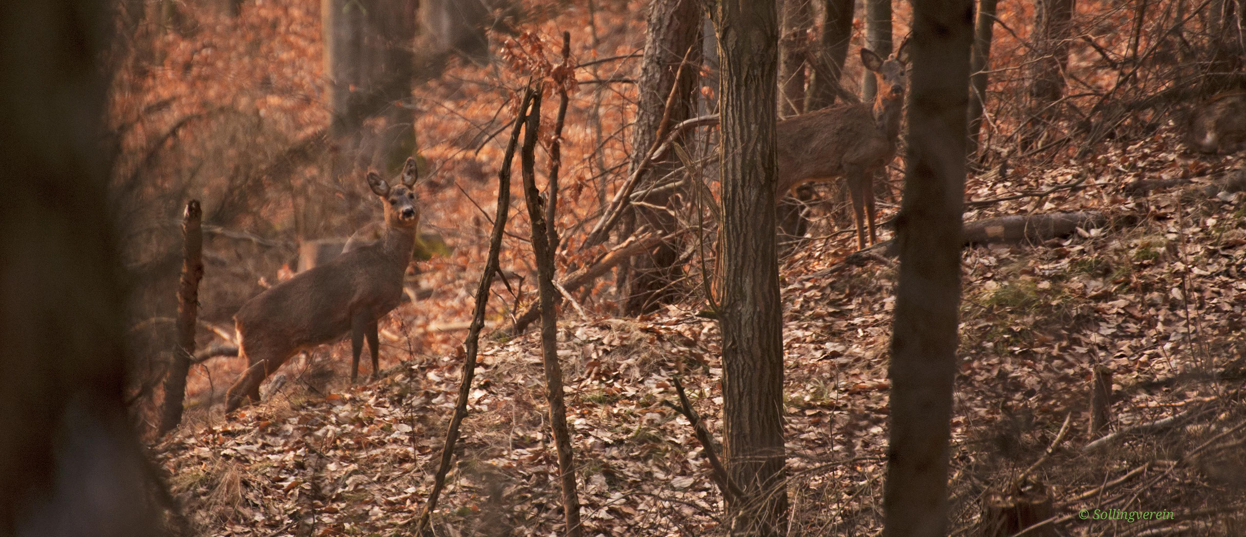 rehe