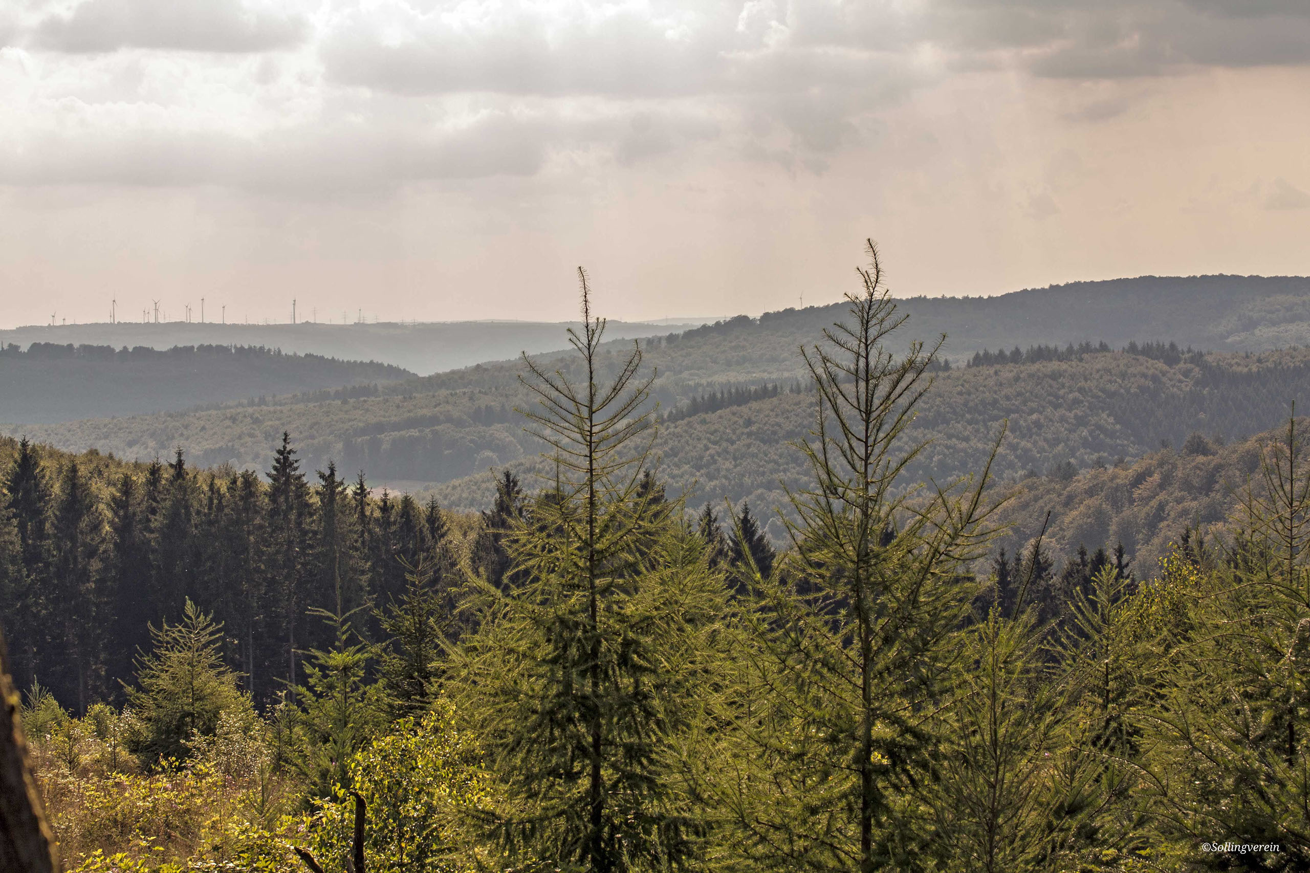 wald